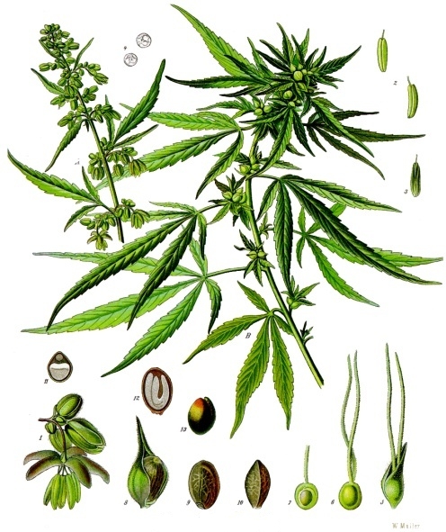 Cannabis sativa sp sativa